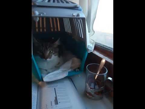 Как кошка ведет себя в поезде.  Кот в поезде. Как перевозить кота 🐱