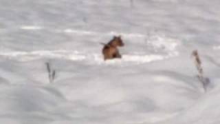 Staffordshire Bull Terrier Cammina Nella Neve