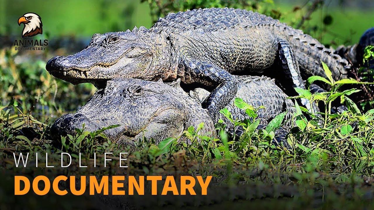 Alligator Mating Rituals Secrets Revealed | Wildlife Documentary - YouTube