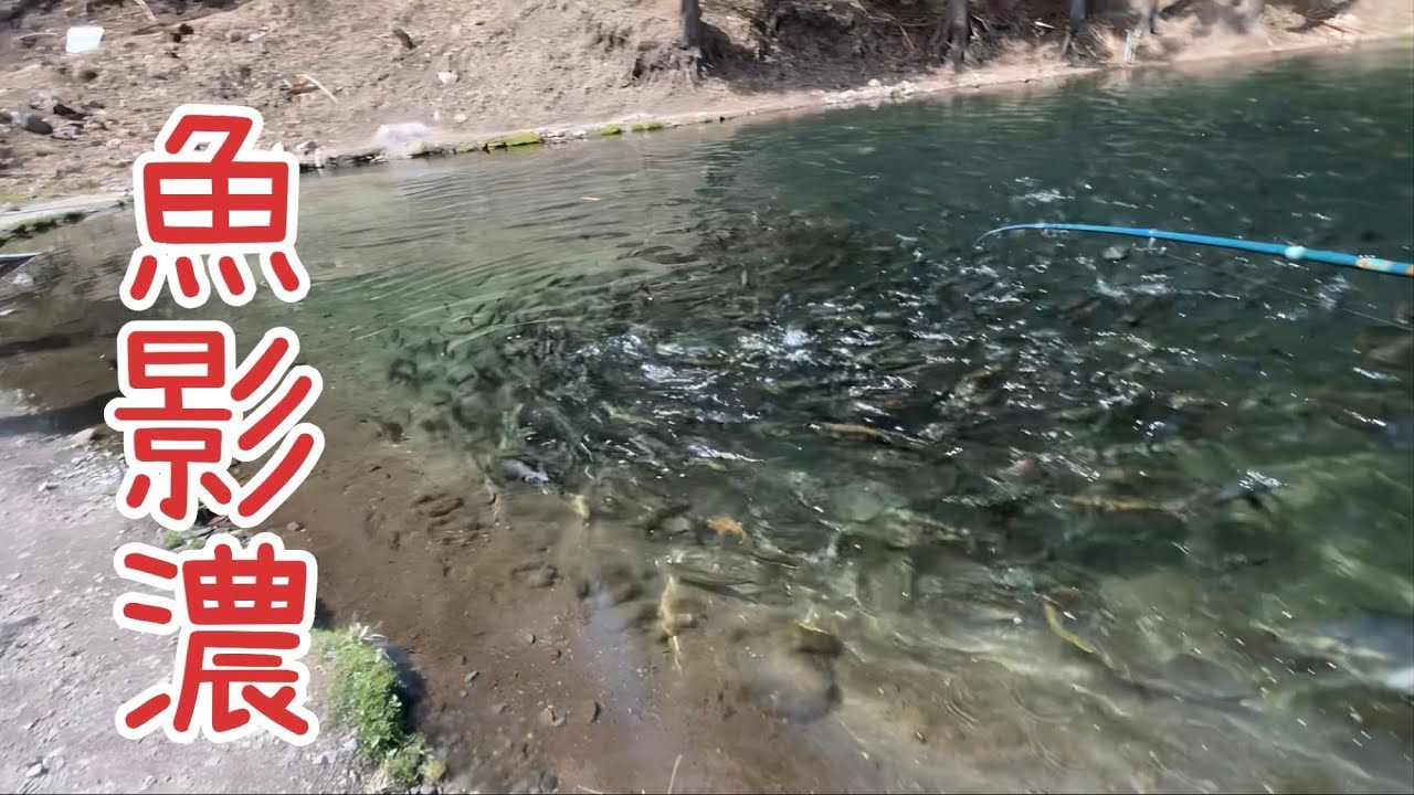 【エリアトラウト】日本イワナセンター　春めいてきた魚達をミノーイングで誘う…【エリアミノーイング】