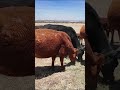GANADO ADAPTADO AL SEMI DESIERTO #vaca #rancho #ganadería #campo