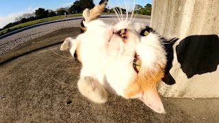 キレイな配色の三毛猫がゴロンゴロンと寝転がって遊びに誘ってきた