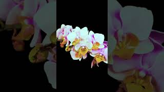 pretty By Isabella Dee