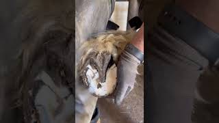 Satisfying Hoof Restoration #Farrier #Asmr #Satisfying #Oddlysatisfying #Horse #Horseshoe