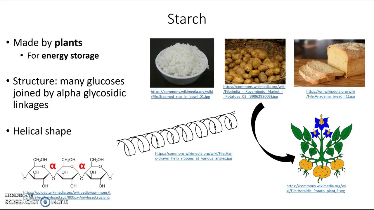 Polysaccharides carbohydrate polymers YouTube