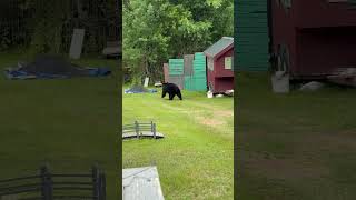 Mother Bear #blackbear #wildlife #connecticut #smalltownlife #shortsfeed #subscribe #bears #nature