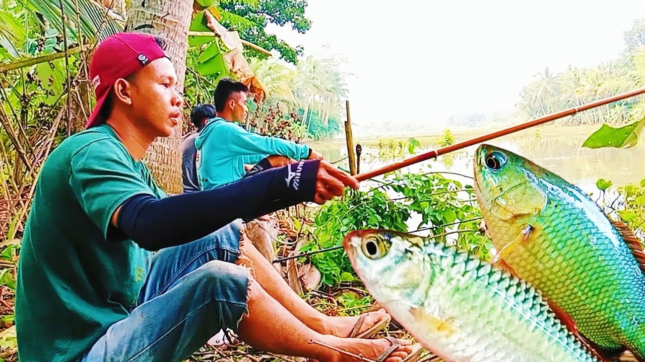 Rawa Rawa Fish Rawa-rawa yang bikin ketagihan #fishing #mancing #ikan #mancingmania ...