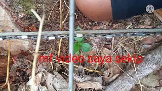 Kikiran Rantai Belah Sindo Mini 5800