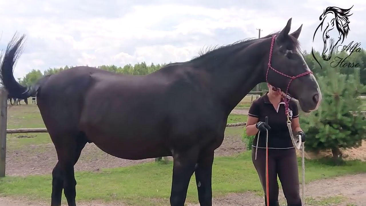 Jak zacząć wychodzić z koniem w teren z ziemi: Fin