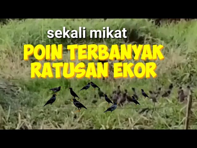 mikat burung jalak poinnya luar biasa banyak class=