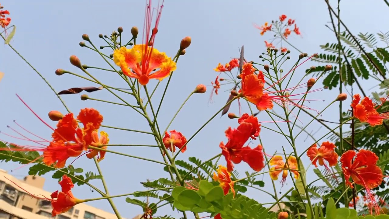 Beautiful flowers mumbai Maharashtra India YouTube