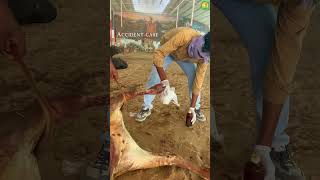 Road Accident Injured Cow Rescue | Emergency Treatment Saved Her Life