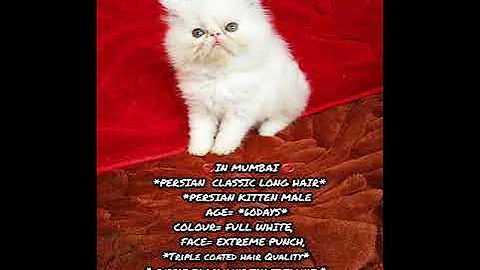 Video 331401: persiancat cat cutecat kitten, quality persian cat kitten, kitten persiancat meow, kitten cutecat baby cat, cat cutecats beautiful, cat kitten cute beautiful, cutecats furry, cutecats cattery
