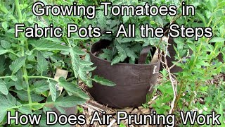 All the Steps to Growing Determinate Tomatoes - What is Air Pruning & The Benefits of Fabric Pots!