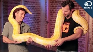How To Handle A 100-Pound Python How To Handle A 100-Pound Python