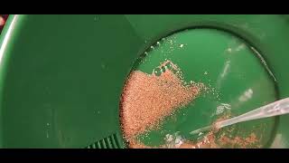 Panning For Gold For First Time Using The ASR Outdoor Gold Panning Kit Review
