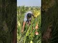 Collection of fragrant gladiolus flowers is underway in the garden of Godkhali