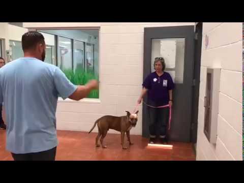 volunteers-dog-walking-and-handling-training-at-the-humane-society-of-greater-miami