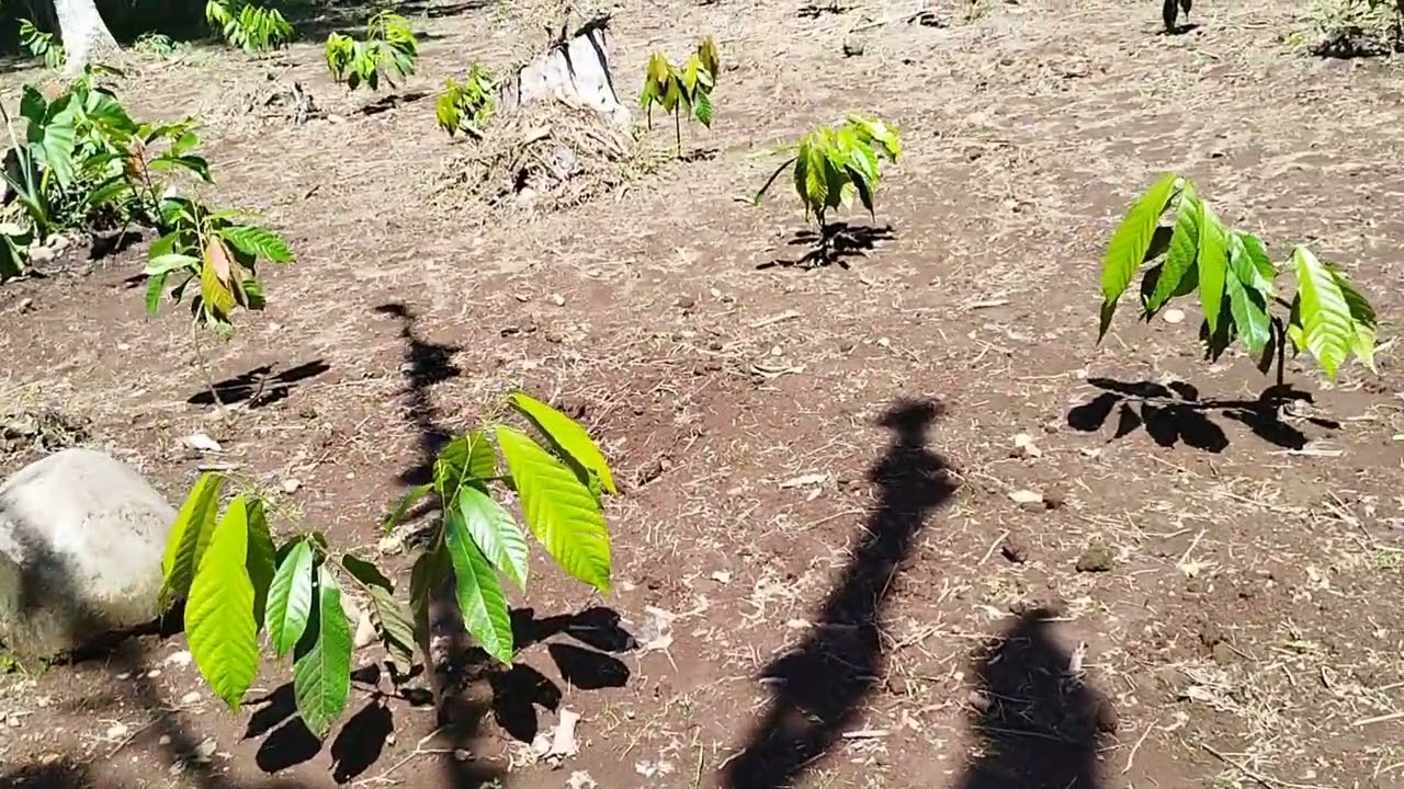 Kakao Umur 4-5 Bulan