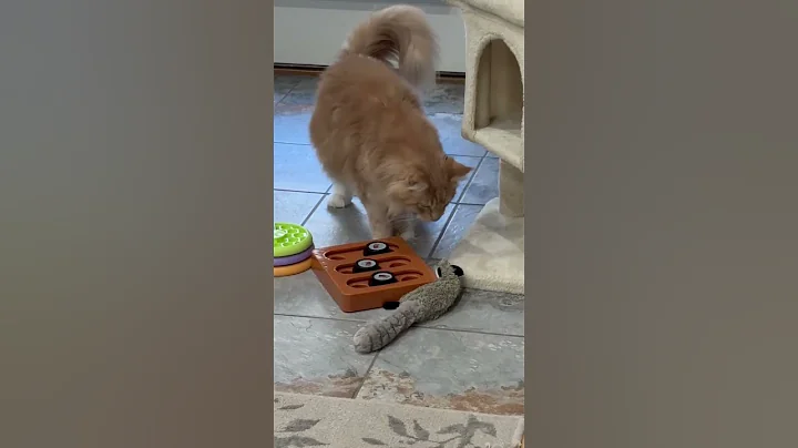 Video 11558821: mainecoon cutecat catlover, mainecoon cats catlover, pets