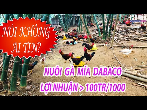 Video HOẠCH TOÁN GIÁ THÀNH & LỢI NHUẬN THỰC TẾ CỦA GÀ MÍA... - youtube