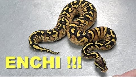 "Featured Morph" Enchi Gene Ball Python Madness !!