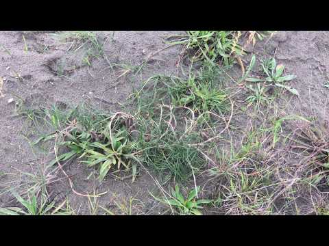 Video: Zandzegge