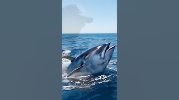 hành trình câu cá ngừ đại dương #fishing #cauca #xuhuongyoutube