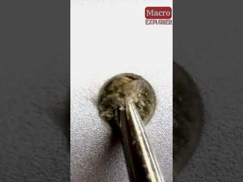 Cleaning Iphone Speakers Close-Up! #closeup #macro #asmr #zoom