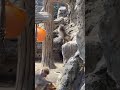 可愛すぎるパンチくん 市川市動植物園 #がんばれパンチ