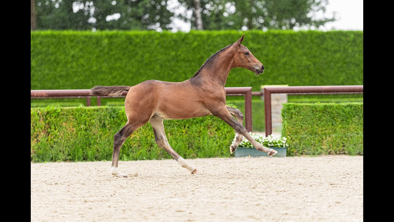 3 yo stallion tangelo x Lys de darmen sold 