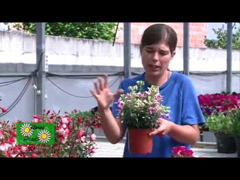 Video: Variedades populares de Nemesia: aprenda sobre los diferentes tipos de plantas de Nemesia