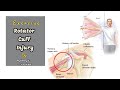 Exercise in rotator cuff injury ,  exercise in shoulder pain