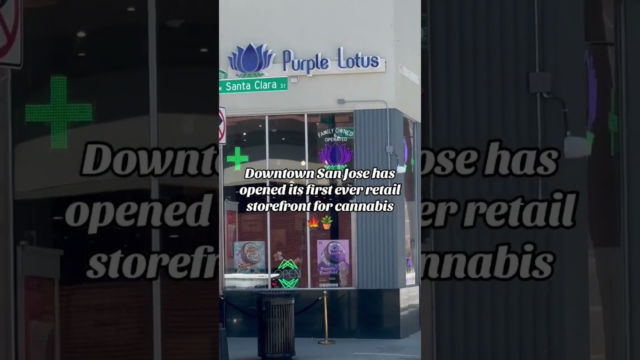 Big News 🚨Purple Lotus 🪷 The first cannabis store in Downtown San Jose🤯