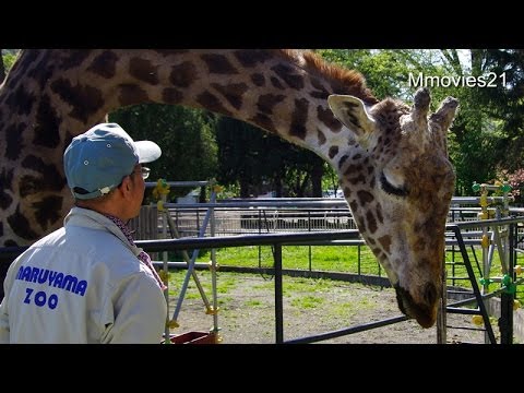 マサイキリンのトレーニング 円山動物園 ユウマとナナコ Giraffe Training Youtube