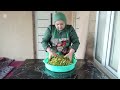 Delicious Uzbek samsa with Herbs &amp; ferula Traditional Village Cooking