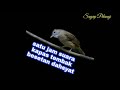 Masteran Kapas Tembak Plus Air Mengalir Omkicau(.mp3 .mp4) Mp3 - Mp4 Download