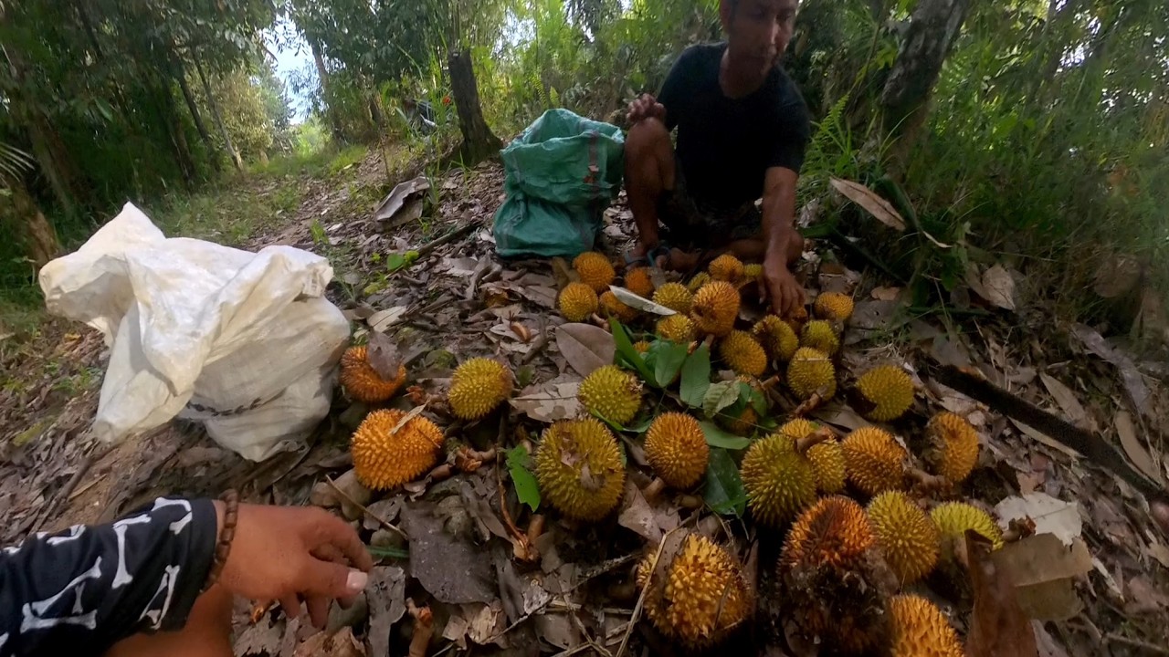 Cari Buah Di Hutan ‼️ Buah Khas Kalimantan
