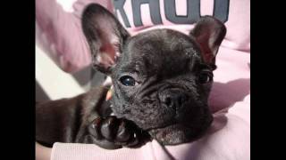 French Bulldog Thomas First Birthday