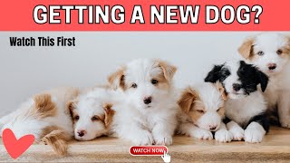 Getting A Dog? Watch This First! (Adopt don’t shop)