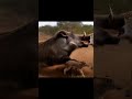 WILD PIG vs. LEOPARD (AI)