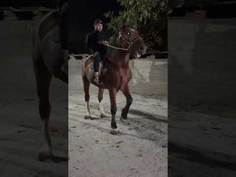 #horse #buzkashi #fishing #buxara #carpfishing #buxaryag #carp #buqiziq #fish #attar