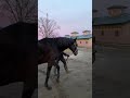 帰るよローズくん