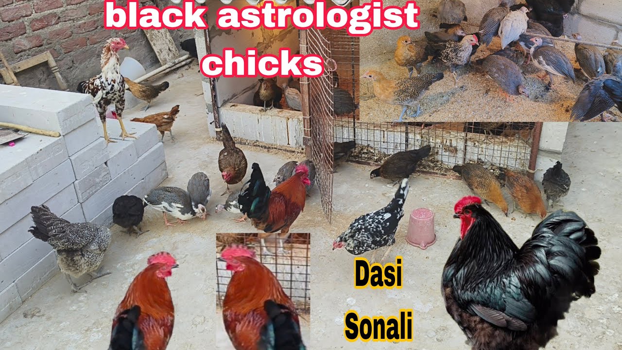 Black astrology dasi Sonali murgiya aur murge chini chicks hai available in Hyderabad 