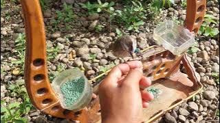 We review the pet birds at the boss's house‼️