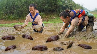 Harvesting A Lot Of Mussels Underneath The Mud Go To Market Sell -ly tieu ly -single mother