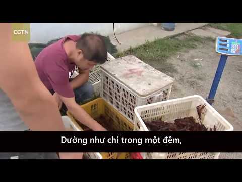 Video: Tôm Xoài Trung Quốc