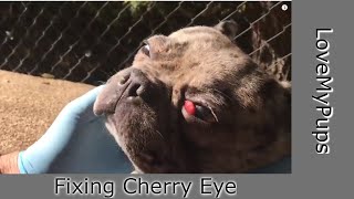 DIY, How To Fix Dog's Cherry Eye