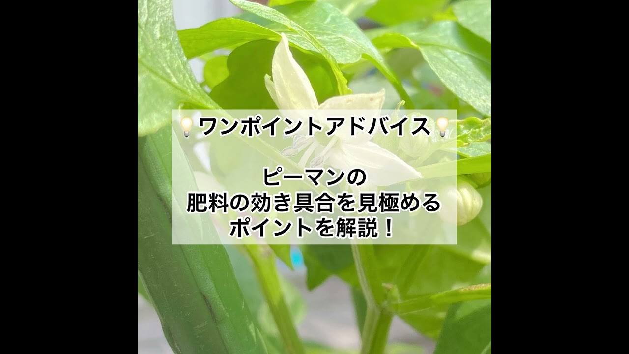 ピーマンの育て方 Vol 4 支柱の立て方と上手な追肥 Youtube ピーマンの育て方 Vol 4 支柱の立て方と上手な追肥 Youtube