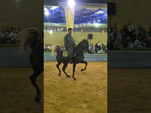 رقص خيل احمد الصعيدي و المشاكس